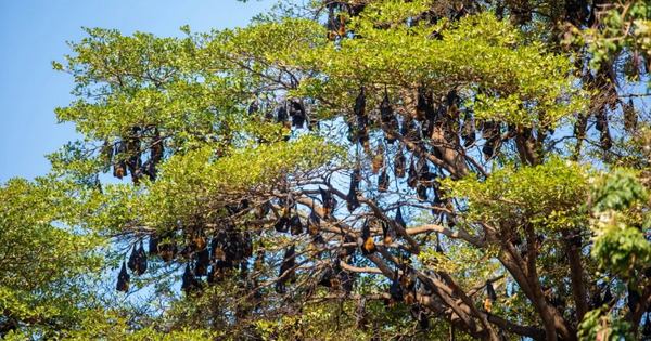 Hàng nghìn sinh vật đu kín ngọn cây ở khu dân cư suốt ngày đêm, người dân thấp thỏm vì 1 nguy cơ tiềm ẩn avatar1769415471203 176941547209946950744png