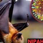 Virus Nipah bùng phát tại Ấn Độ, các nước láng giềng đồng loạt nâng mức cảnh giác: Cảnh báo loại virus chết người, không có cách chữa khỏi avatar1769432440412 1769432441477578810947jpg