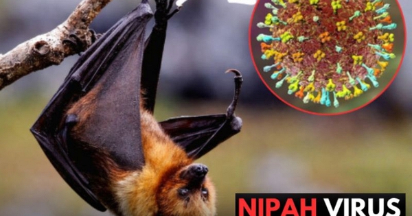 Virus Nipah bùng phát tại Ấn Độ, các nước láng giềng đồng loạt nâng mức cảnh giác: Cảnh báo loại virus chết người, không có cách chữa khỏi avatar1769432440412 1769432441477578810947jpg