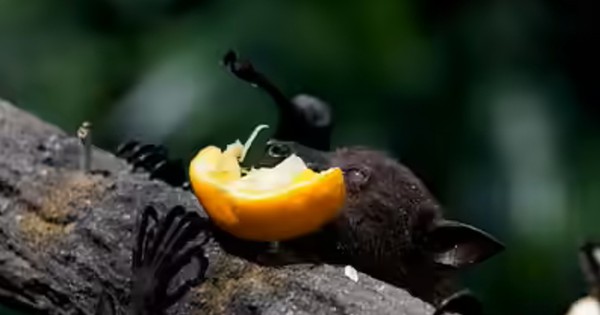 Chuyên gia cảnh báo: Loài rơi mang virus Nipah thích ăn một loại quả quen thuộc, ngày Tết ở Việt Nam bán cực nhiều avatar1769481830648 17694818311791383940648jpg