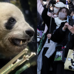 Hàng dài người dân Nhật Bản xúc động xếp hàng chia tay cặp gấu trúc sinh đôi quay trở về Trung Quốc, sở thú có thể thiệt hại tới 3.400 tỷ đồng/năm avatar1769524843887 17695248442971776041214png