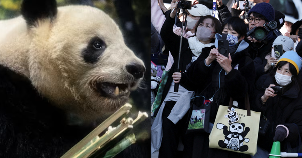 Hàng dài người dân Nhật Bản xúc động xếp hàng chia tay cặp gấu trúc sinh đôi quay trở về Trung Quốc, sở thú có thể thiệt hại tới 3.400 tỷ đồng/năm avatar1769524843887 17695248442971776041214png