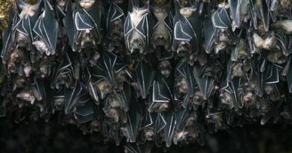 Cảnh báo: Tìm thấy loài dơi mang virus Nipah nhiều nhất ở nơi này - Có người chủ quan thường tới, ngủ lại avatar1769559556837 1769559557226694788392jpg