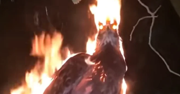 Xôn xao đoạn video phượng hoàng lửa đột ngột xuất hiện trong đêm tối, mạng xã hội chia rẽ thành 2 phe avatar1769670976550 176967097732979084120png