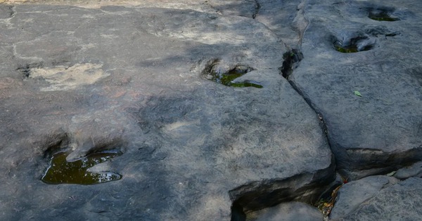 Bí ẩn khoa học đằng sau khả năng tồn tại hàng triệu năm của những dấu chân khủng long hóa thạch avatar1769673758826 1769673759188776626117jpg