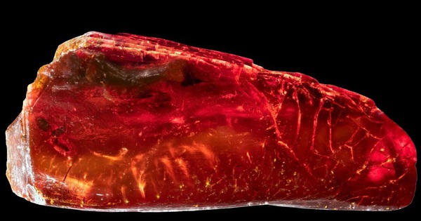 Sưu tập hổ phách, đại thi hào Đức "nhốt" sinh vật 40 triệu tuổi mà không hay avatar1770014533428 1770014535677337636833jpg