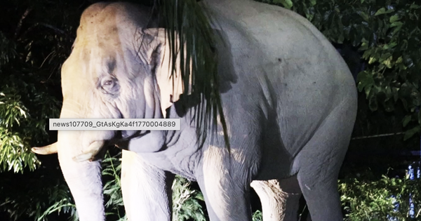 Du khách tử vong sau khi bị voi đực tấn công trong khu cắm trại ở Vườn quốc gia, nhiều người không dám rời khỏi lều vì sợ hãi avatar1770022350213 1770022350508432164476png