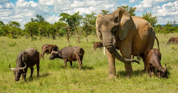 Con voi này tưởng mình là trâu, thậm chí trở thành thủ lĩnh đàn trâu và đã giết chết 14 con trâu đực đến thách đấu avatar1770025789942 1770025791411914981208jpg