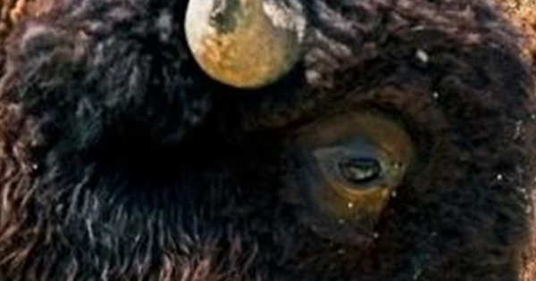 Loài vật quý hiếm bậc nhất hành tinh, tưởng tuyệt chủng bất ngờ "tái xuất" ở nơi vô cùng đặc biệt avatar1770168197426 1770168197843234785007 0 69 315 573 crop 17701682140681975105476png