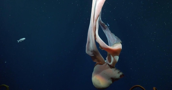 Phát hiện loài sứa ma "khổng lồ như xe buýt" dưới đáy biển sâu avatar1770285020532 1770285020685692241634jpg