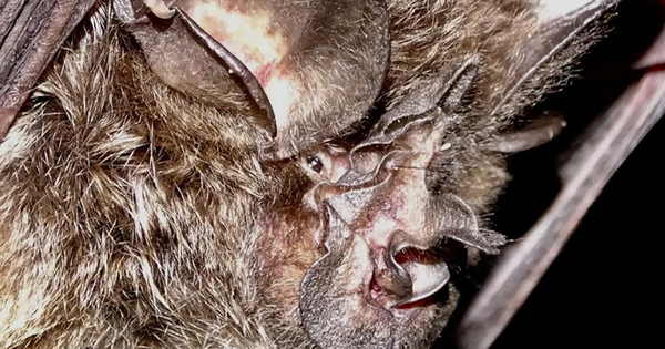 Loài vật quý hiếm bậc nhất hành tinh, tưởng tuyệt tích 40 năm bất ngờ "tái xuất" avatar1770285106340 177028510668638806422png