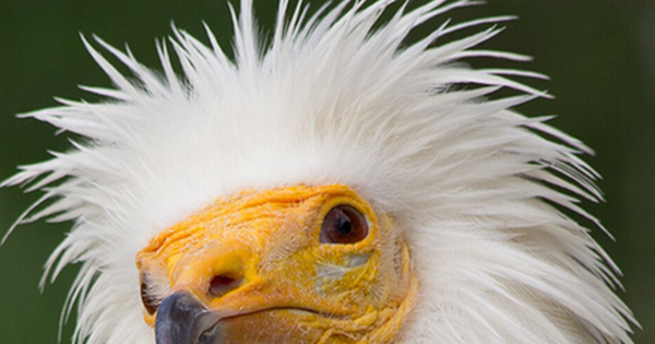 Loài vật quý hiếm bậc nhất hành tinh, tuyệt tích hơn 150 năm bất ngờ "tái xuất" nhờ cách đặc biệt avatar1770347989286 17703479895781186775255png