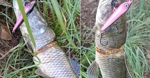 Cần thủ câu được con cá có vòng vàng trên cơ thể avatar1770348068376 177034806872182724211jpg