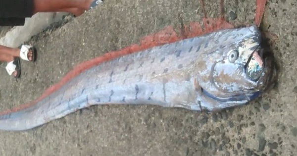 Ngư dân bắt được cá mái chèo khổng lồ dài 3 mét trên biển avatar1770368284312 177036828479647719932jpg