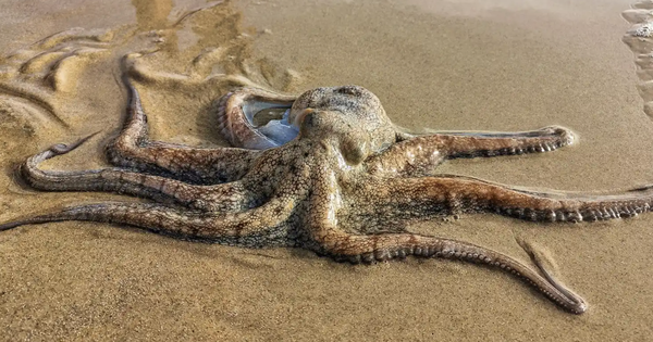 Bạch tuộc bỗng nhiên chết hàng loạt bên bờ biển: Lời cảnh báo đáng sợ cho con người avatar1770368371891 1770368372324796189488png