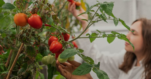 Phát minh của Anh gây rung chuyển ngành thực phẩm: Tạo ra giống cà chua mini năng suất gấp 5 lần truyền thống, có thể trồng 100 cây trên 1m2 avatar1770432951130 17704329514841636290895png