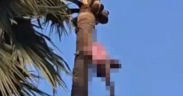 Phát hiện thi thể người đàn ông trên ngọn cây cọ avatar1770451126167 177045112646064332811 0 0 315 504 crop 1770451143531962851314jpg