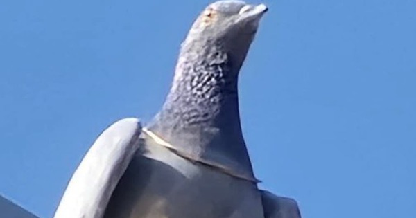 Phát hiện chim bồ câu đeo vòng vàng trên cổ, giá trị gây bất ngờ avatar1770451184353 177045118460589607202 0 0 315 504 crop 17704511987101636693058jpg