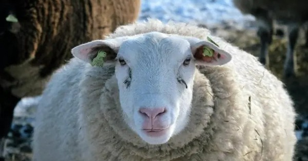 Giải mã bí ẩn đàn cừu đi vòng tròn liên tục hơn mười ngày không nghỉ avatar1770459258518 17704592587711387571995jpg