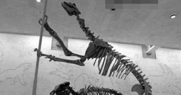 Loài vật quý hiếm bậc nhất hành tinh, tuyệt chủng 500.000 năm bỗng tái xuất khiến giới khoa học ngỡ ngàng avatar1770544381477 1770544381800107261125png