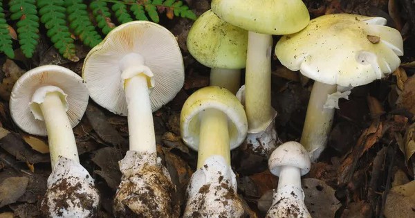 4 người chết, 3 người khác phải ghép gan sau khi ăn phải nấm độc tại Mỹ avatar1770545103095 17705451049152047955854jpg