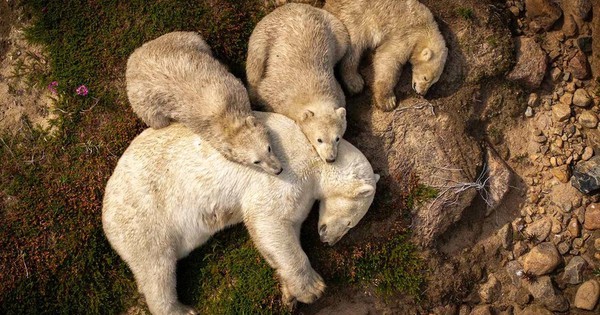 Hình ảnh gấu Bắc Cực ngủ trên bùn khiến thế giới giật mình avatar1770601810217 17706018109551570753894jpg