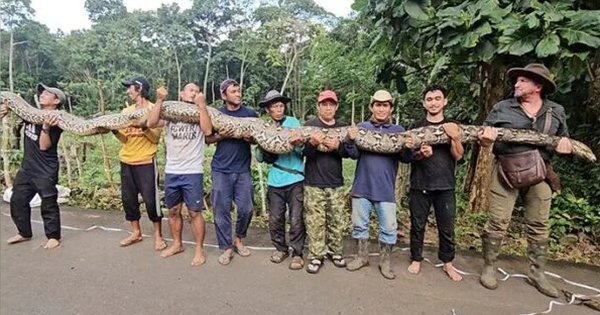 Vô tình bắt được "quái thú" dài hơn 7m, nặng gần 100kg: Guinness tìm tới tận nơi trao chứng nhận avatar1770626875044 17706268760261064656210png