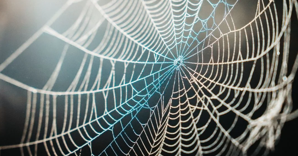 Vừa giải mã thành công bí mật siêu phàm "bền hơn áo chống đạn" của tơ nhện: Dậy sóng ngành hàng không avatar1770635973207 17706359740371262197058png