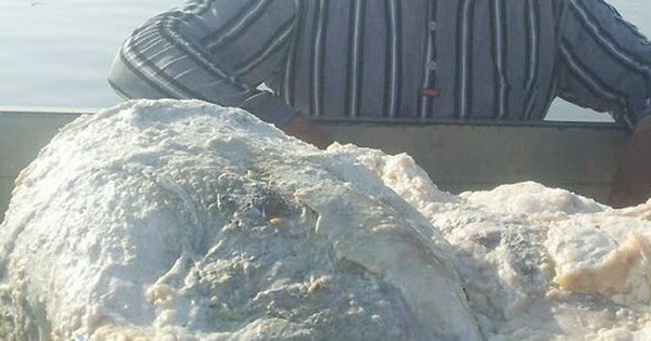 Đánh cá trên biển, 3 ngư dân vớt được thứ trị giá 67 tỷ đồng avatar1770709902654 17707099030351857746805jpg