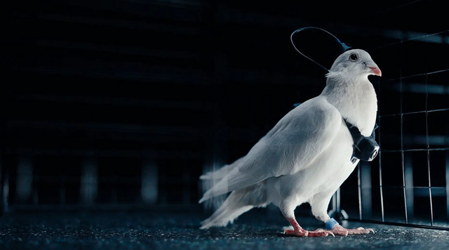 Phát minh như khoa học viễn tưởng của Nga gây chấn động giới công nghệ: Cấy chip não biến chim bồ câu thành thiết bị bay, không lo hết pin, tiếp cận được mọi địa hình- Ảnh 1.