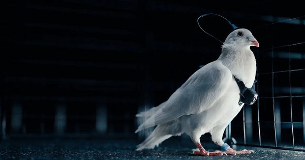 Phát minh như khoa học viễn tưởng của Nga gây chấn động giới công nghệ: Cấy chip não biến chim bồ câu thành thiết bị bay, không lo hết pin, tiếp cận được mọi địa hình avatar1770737309618 1770737309817869552972png