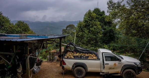 Đua nhau trồng ‘sản vật trời ban’, nông dân nước Đông Nam Á nay lao đao vì Trung Quốc giảm mua, giá rớt thê thảm, Thái Lan có thể là 'nạn nhân' kế tiếp avatar1770798705441 1770798705719252956676jpg