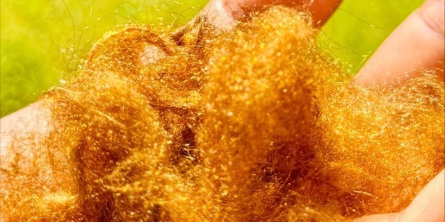 ‘Tơ vàng’ quý hiếm của đại dương tái xuất: Nhà khoa học Hàn Quốc hồi sinh thành công vật liệu xa xỉ giữ ánh kim hàng nghìn năm- Ảnh 1. ‘Tơ vàng’ quý hiếm của đại dương tái xuất: Nhà khoa học Hàn Quốc hồi sinh thành công vật liệu xa xỉ giữ ánh kim hàng nghìn năm- Ảnh 1.