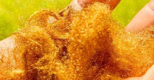 ‘Tơ vàng’ quý hiếm của đại dương tái xuất: Nhà khoa học Hàn Quốc hồi sinh thành công vật liệu xa xỉ giữ ánh kim hàng nghìn năm avatar1770804891011 17708048913891179979372jpg