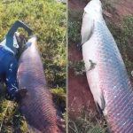 Ngư dân bắt được con cá khổng lồ nặng 135kg trên sông avatar1770866066475 17708660679102146551704jpg