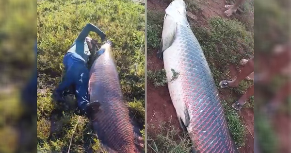 Ngư dân bắt được con cá khổng lồ nặng 135kg trên sông avatar1770866066475 17708660679102146551704jpg