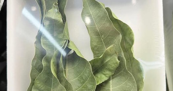 7 lá xoài giá 52.000 đồng ở Mỹ: Thứ bỏ đi ở Việt Nam lại thành hàng bán, người ta mua về làm gì? avatar1770888337494 1770888337842198944037 217 0 546 526 crop 1770888358945796688845jpg