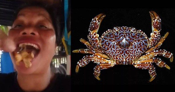 Nữ KOL nổi tiếng tử vong sau khi nuốt cua quỷ cực độc trên sóng livestream avatar1770962922268 1770962922458346533819jpg