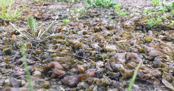 Một cơn mưa thịt sống từng rơi xuống ở Mỹ avatar1770984448997 17709844495831182781376 0 39 315 543 crop 177098446675517246377jpg