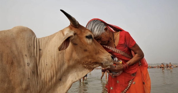 Đề xuất ôm bò vào Ngày lễ tình nhân Valentine avatar1771029921566 17710299218291151059112jpeg