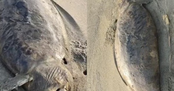 “Nàng tiên cá” đã tuyệt chủng vừa tái xuất? Phát hiện xác sinh vật bí ẩn dài 1,5 mét, phần đầu đã phân hủy avatar1771059333662 17710593341431735077957 0 51 315 555 crop 17710593478641481716314jpg