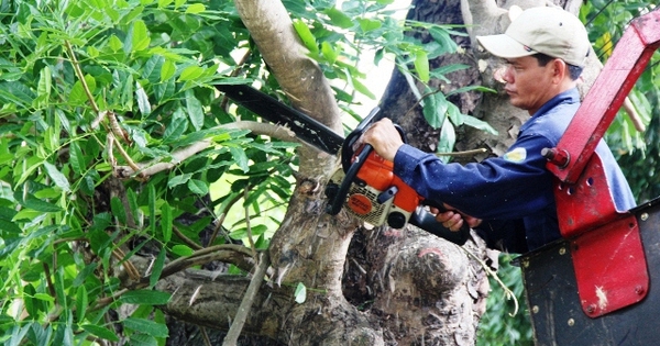 Tỉa cành mọc chặn lối đi, không ngờ là cây quý có giá 3,8 tỷ đồng, hàng xóm sang đòi 180 triệu đồng, tòa tuyên bố: Không cần đền avatar1771127955874 1771127956125144554004jpg