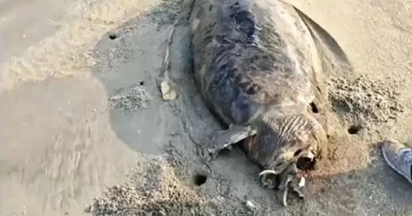 Phát hiện "nàng tiên cá" dạt vào bãi biển, chuyên gia xác nhận: Đây là loài từng bị tuyên bố tuyệt chủng avatar1771145584387 17711455852363880821png