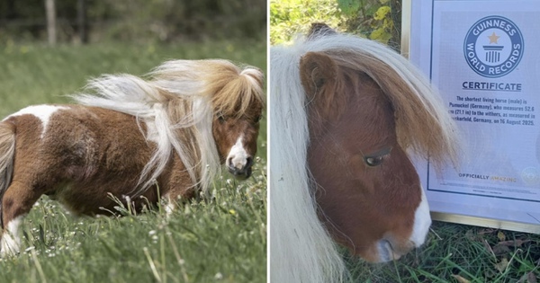 Ngộ nghĩnh chú ngựa lùn nhất thế giới avatar1771152103122 17711521034911380308771jpeg