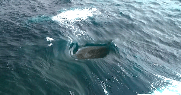 Con sóng "điên rồ" đến mức vô lý ở Tây Úc avatar1771244996925 1771244997290828649856png