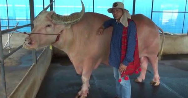 Con trâu bạch tạng khổng lồ có giá 53 tỷ đồng avatar1771302407594 17713024078011789184206 0 67 315 571 crop 1771302426487513287763jpg