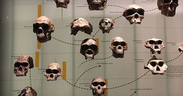 Dòng dõi ma là gì? Liệu nó có trong ADN của bạn và tôi không? avatar1771326941143 17713269422431100766626 0 26 315 530 crop 1771326956882418594196jpg