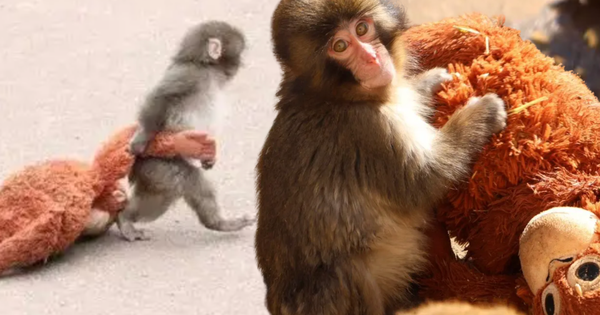 Cả Nhật Bản phát cuồng vì một chú khỉ con ôm thú bông: Sự thật phía sau không hề màu hồng avatar1771398512127 17713985122921983909620png