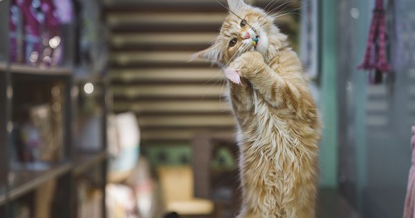 Người đàn ông kiếm được 565 triệu đồng nhờ cho mèo của người khác ăn mấy ngày Tết avatar1771399692096 177139969248753927343 0 0 375 600 crop 17713997161432092104977jpg