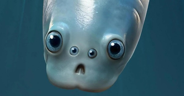 Phát hiện chấn động: Tổ tiên 500 triệu năm trước của loài người từng nhìn đời bằng bốn con mắt! avatar1771415105514 17714151056851971459817jpg